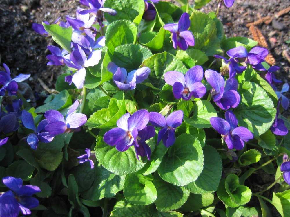 Viola odorata (Weißblühendes Duft-Veilchen)